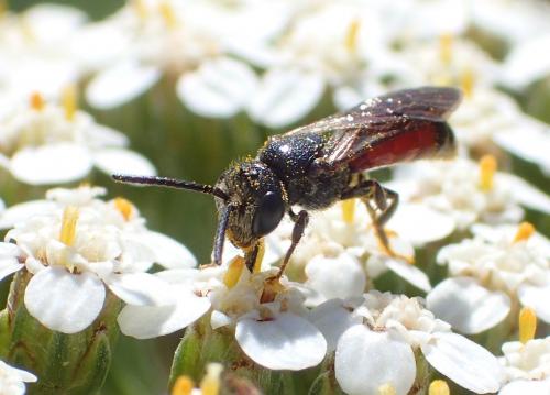 Réf. 236 954 : Sphecodes sp.